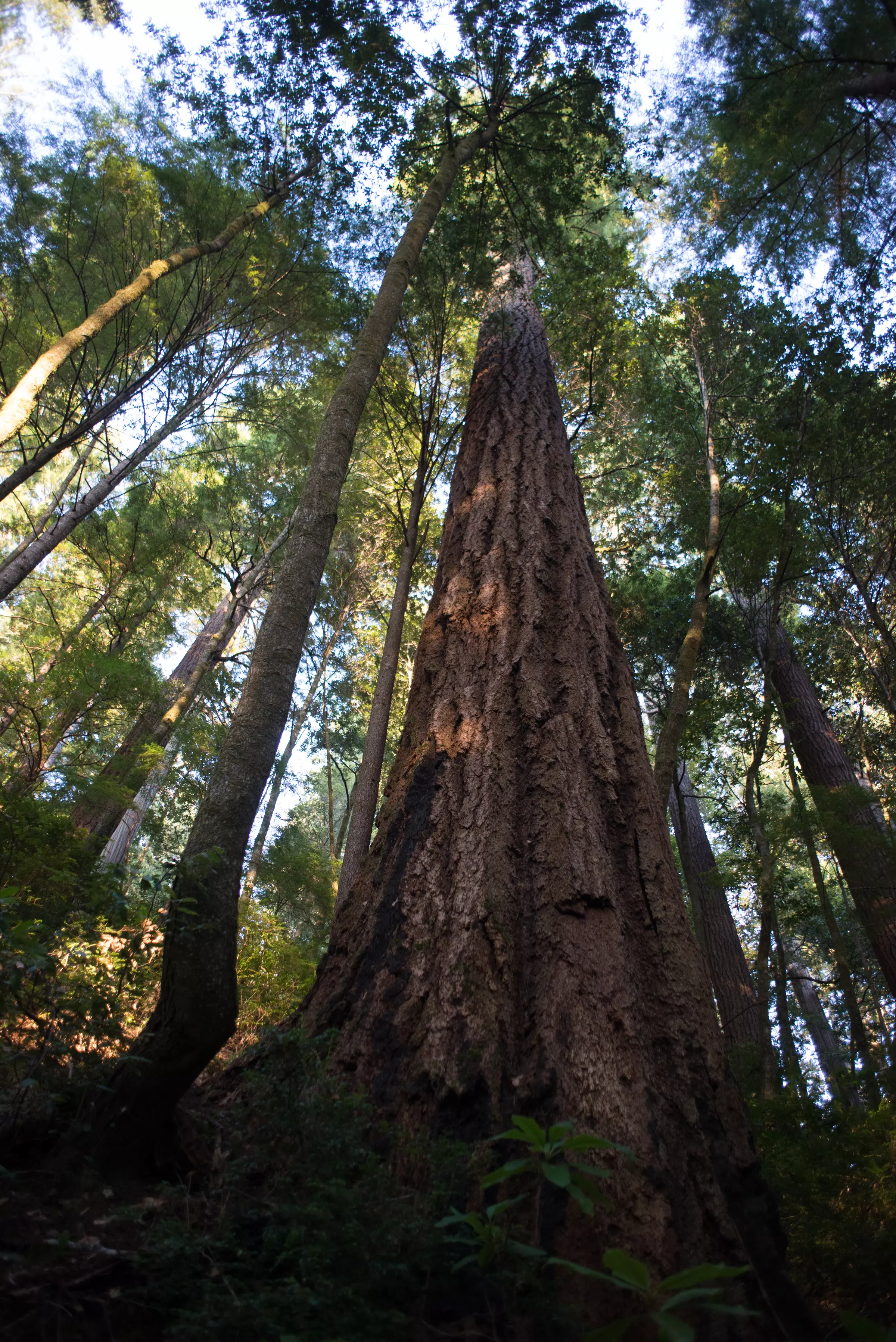 Redwood - Tall Trees Grove