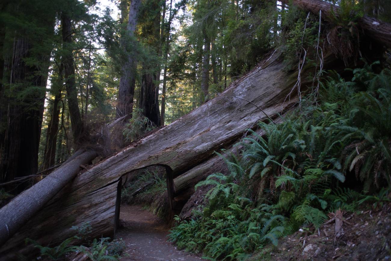 Redwood - Tall Trees Grove