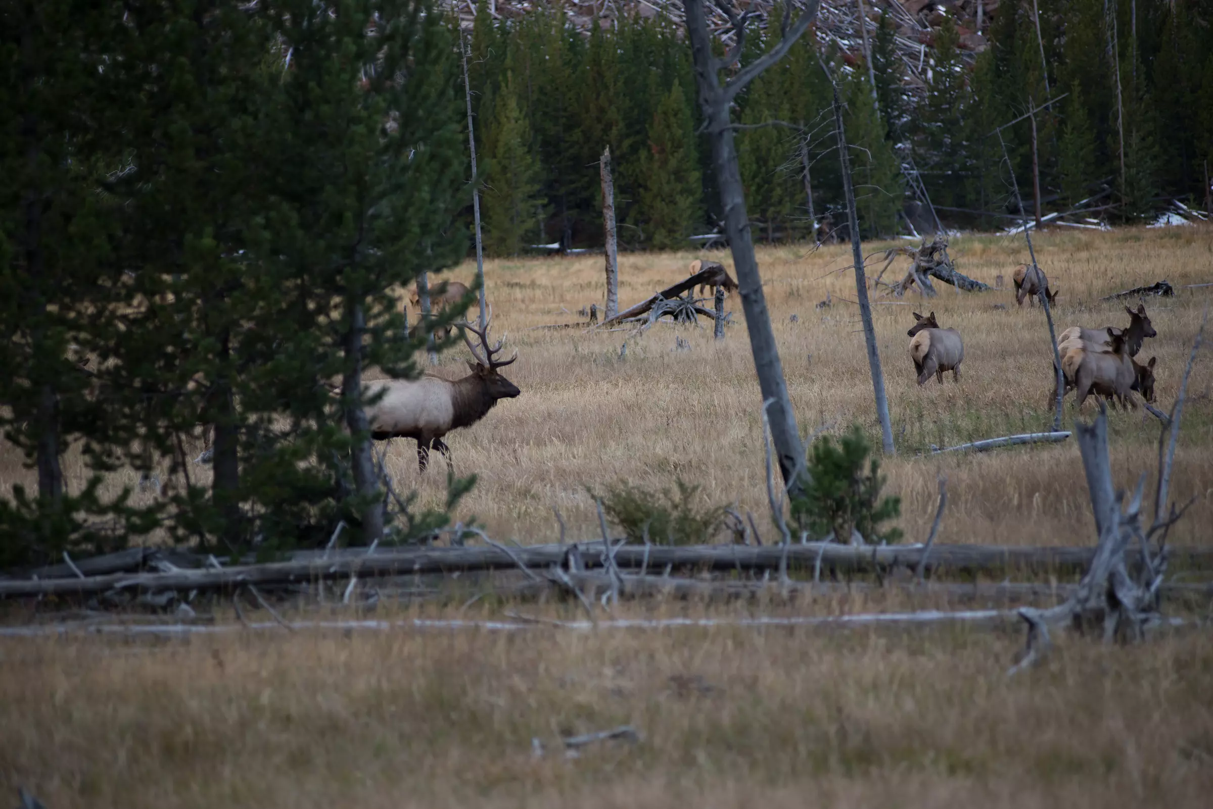 Yellowstone - Łosie. Taki jest właśnie ten park, można spotkać wiele zwierząt po drodze.