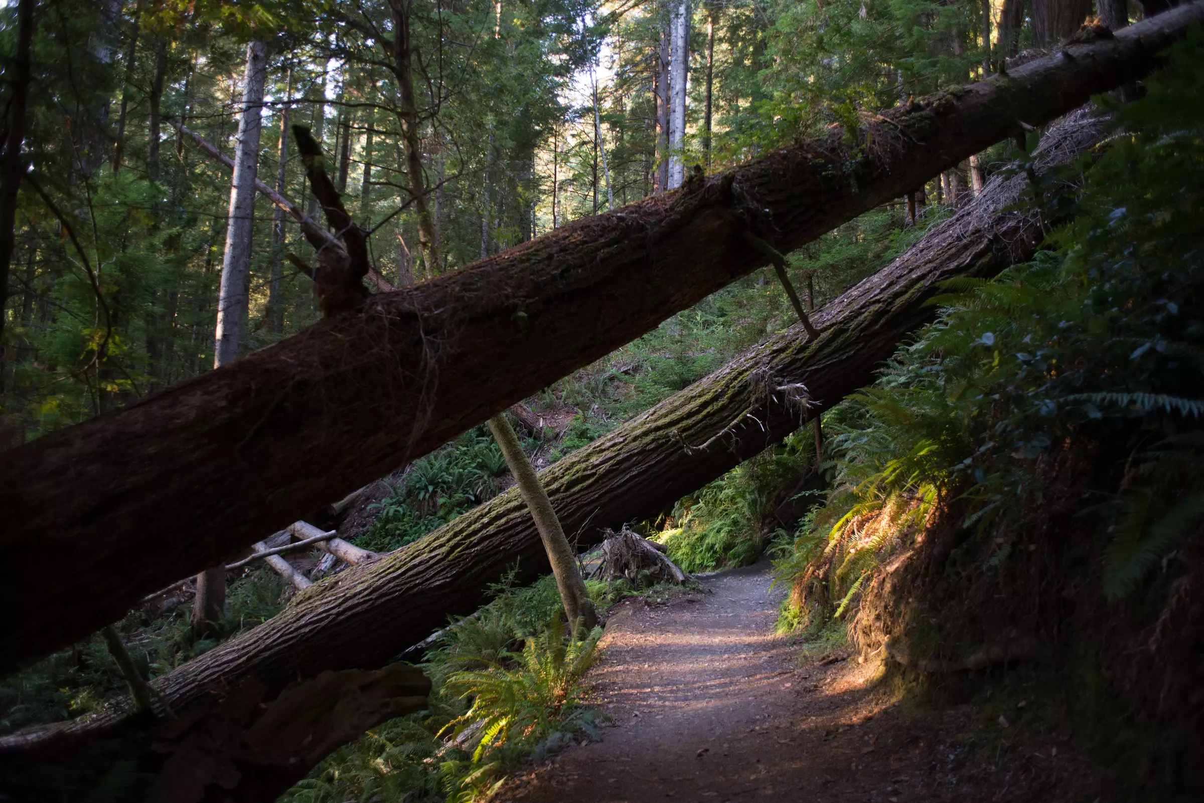 Redwood - Tall Trees Grove