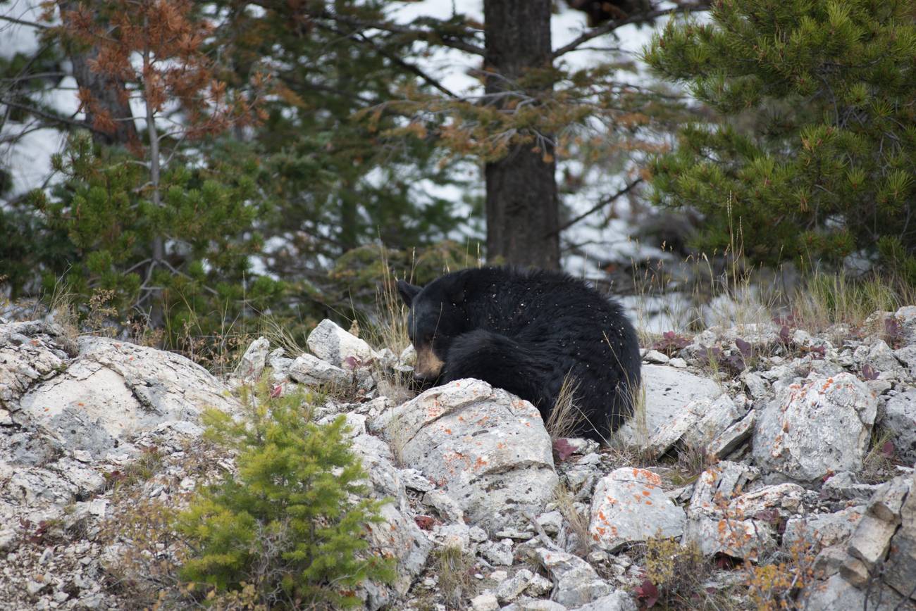 Yellowstone - niedźwiedż leżacy przy drodze