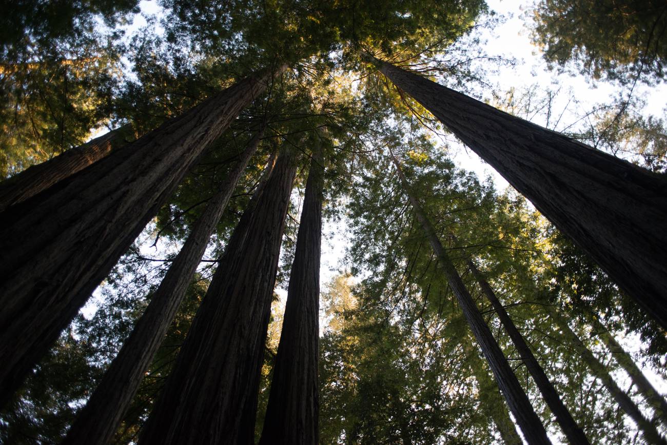 Redwood - Tall Trees Grove