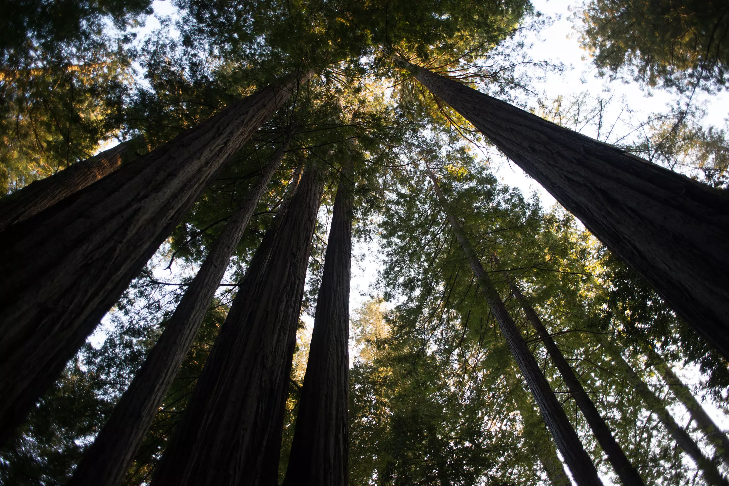 Redwood - Tall Trees Grove